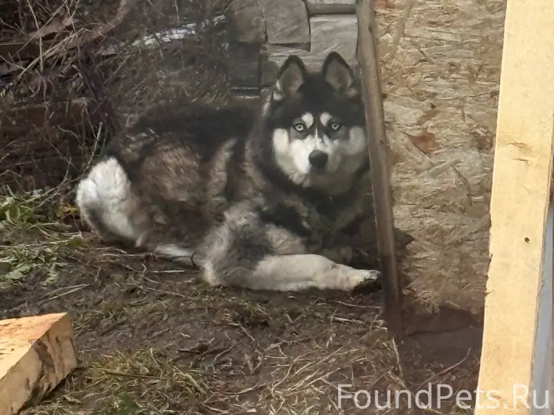 Потерялась собака, отвлекается...