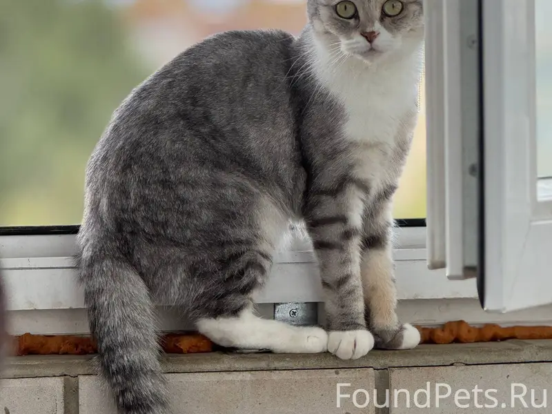 Пропала кошка! Пожалуйста, мак...