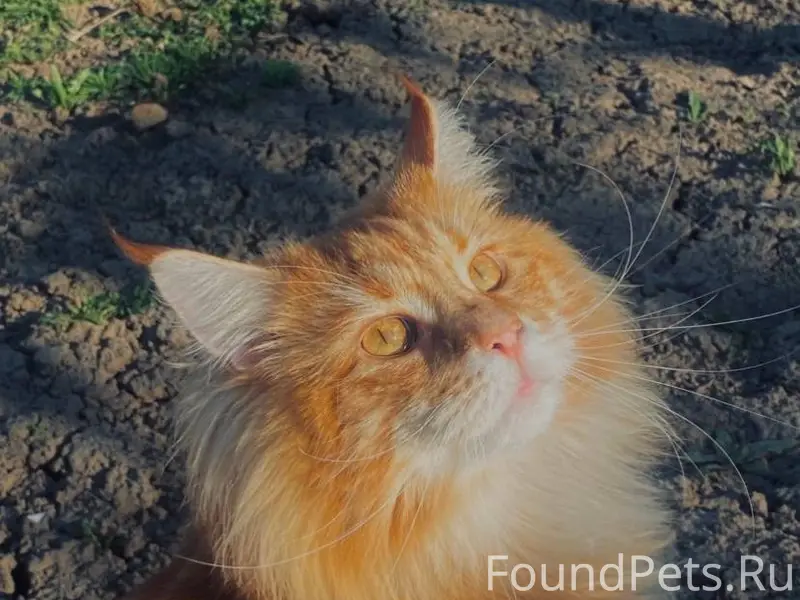 Админ срочно Пропал кот, мейн ...