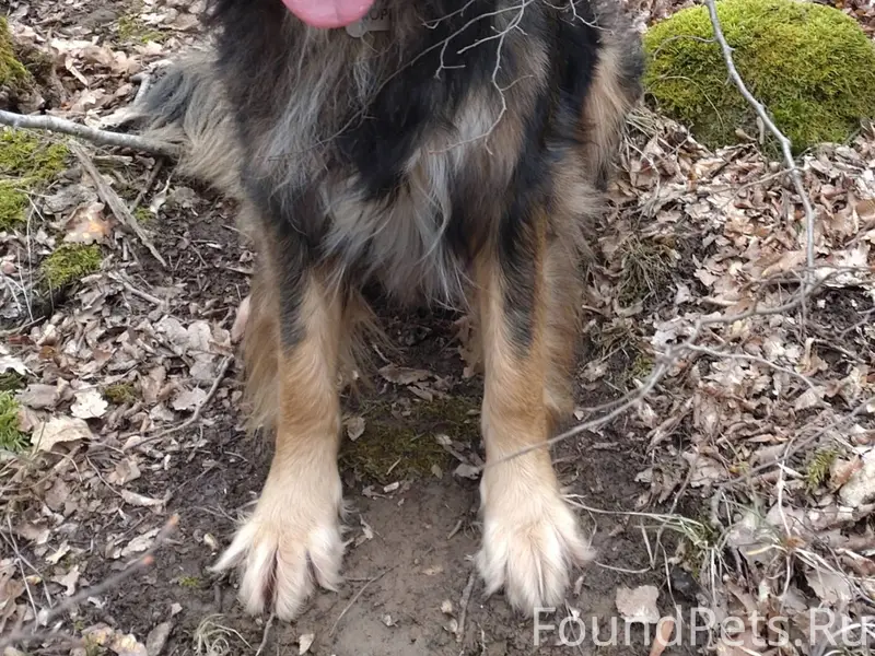 СРОЧНО! ПРОПАЛ НАШ ПЁС МОРИС!!...