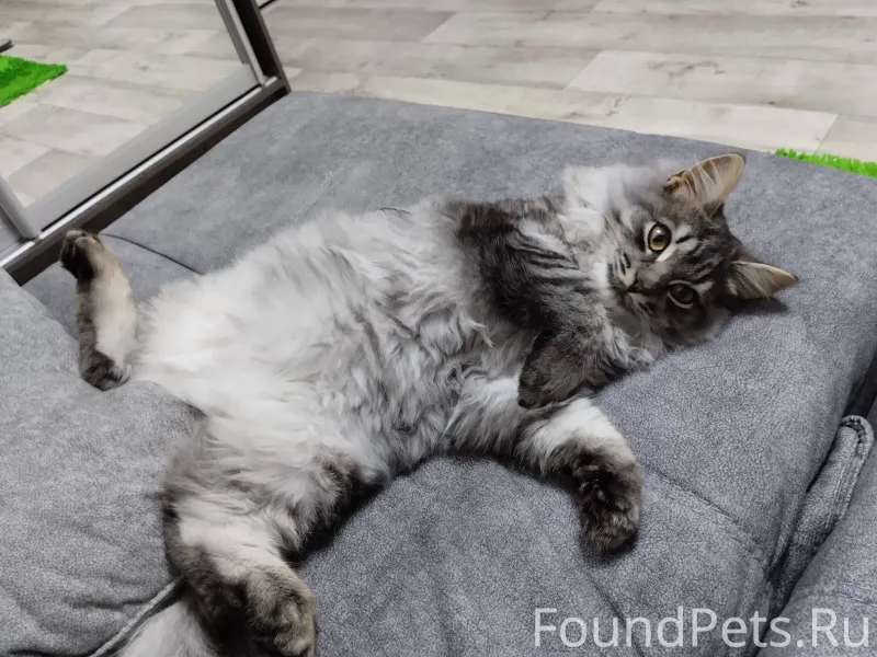 Пропала кошка по улице Гафияту...