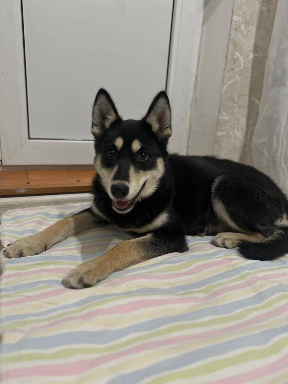 Казань🆘🚨 Щенок, девочка, найде...