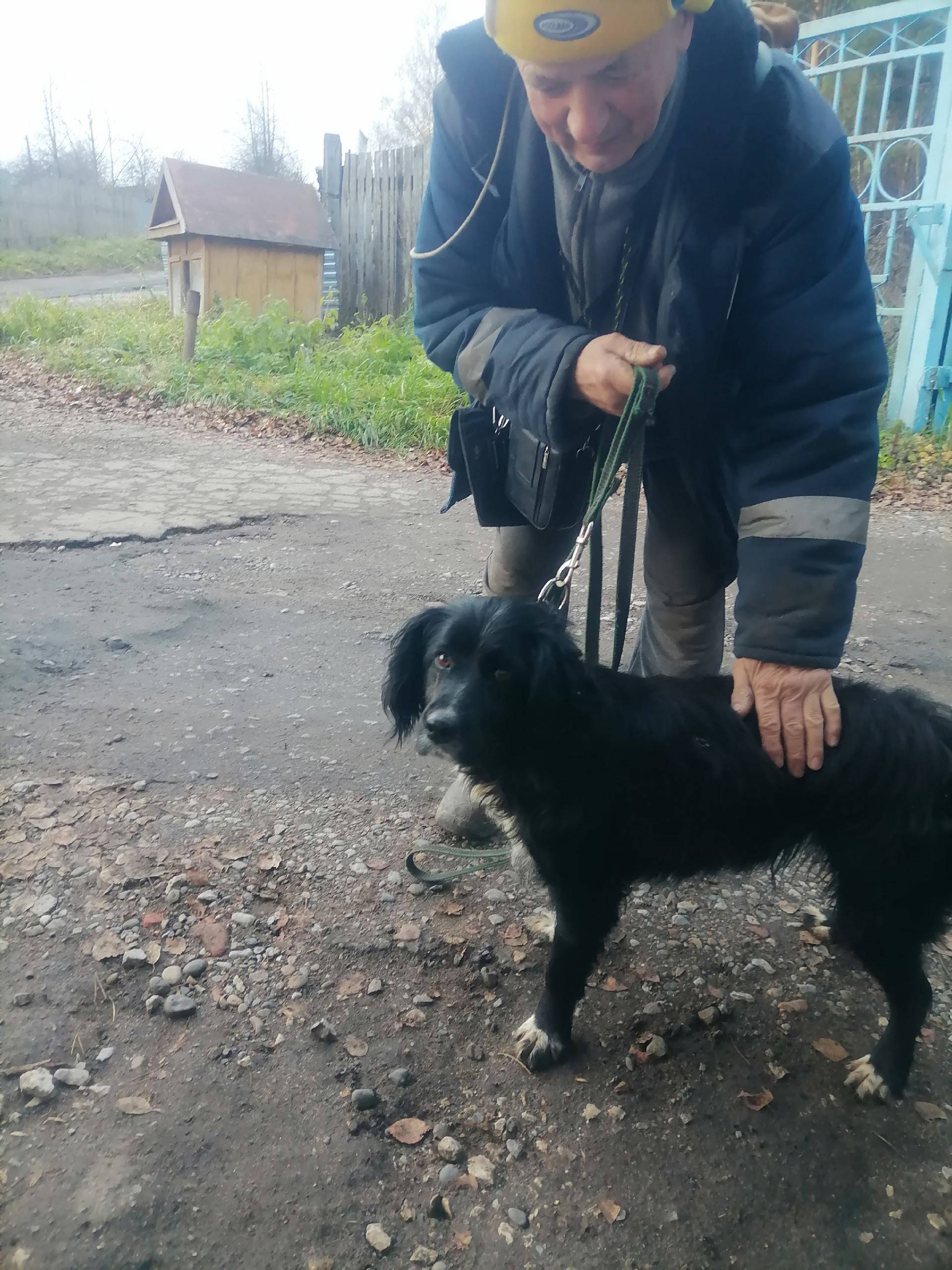 Найдена собака в садовом коопе...