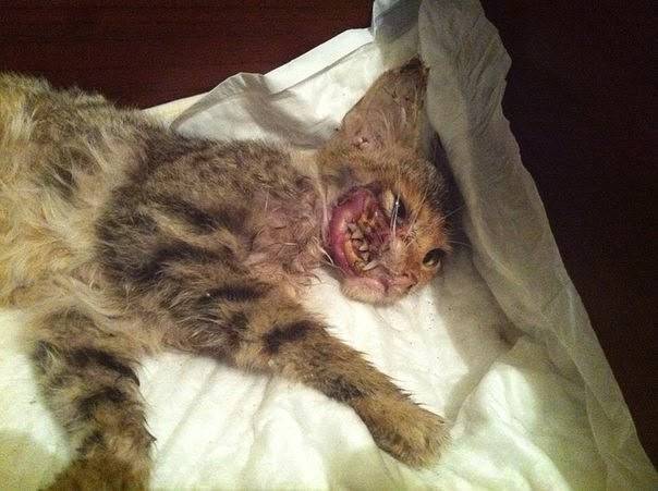 Найдена кошечка, доставали , м...