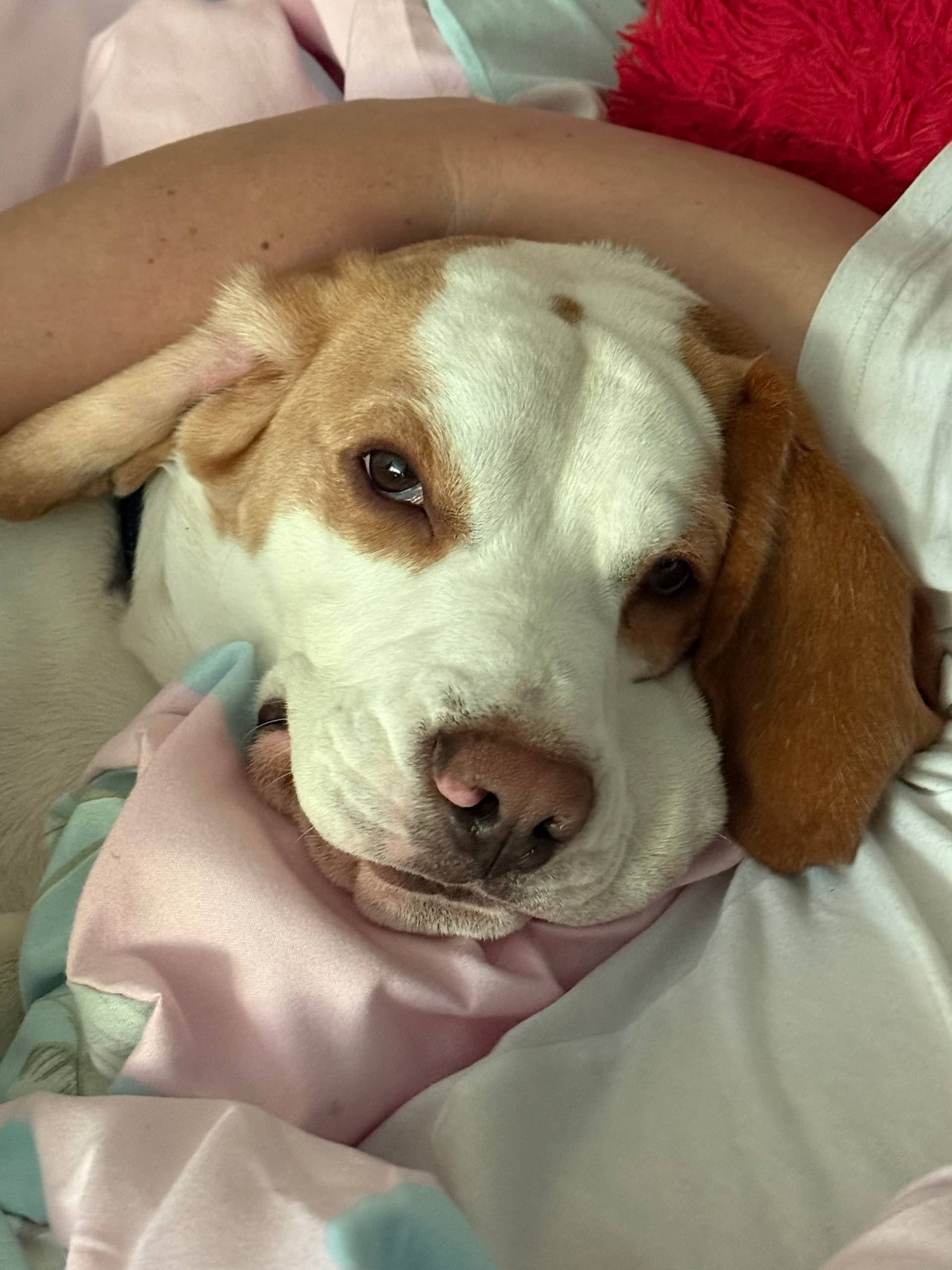 Пропала собака ! Бигль, окрас ...