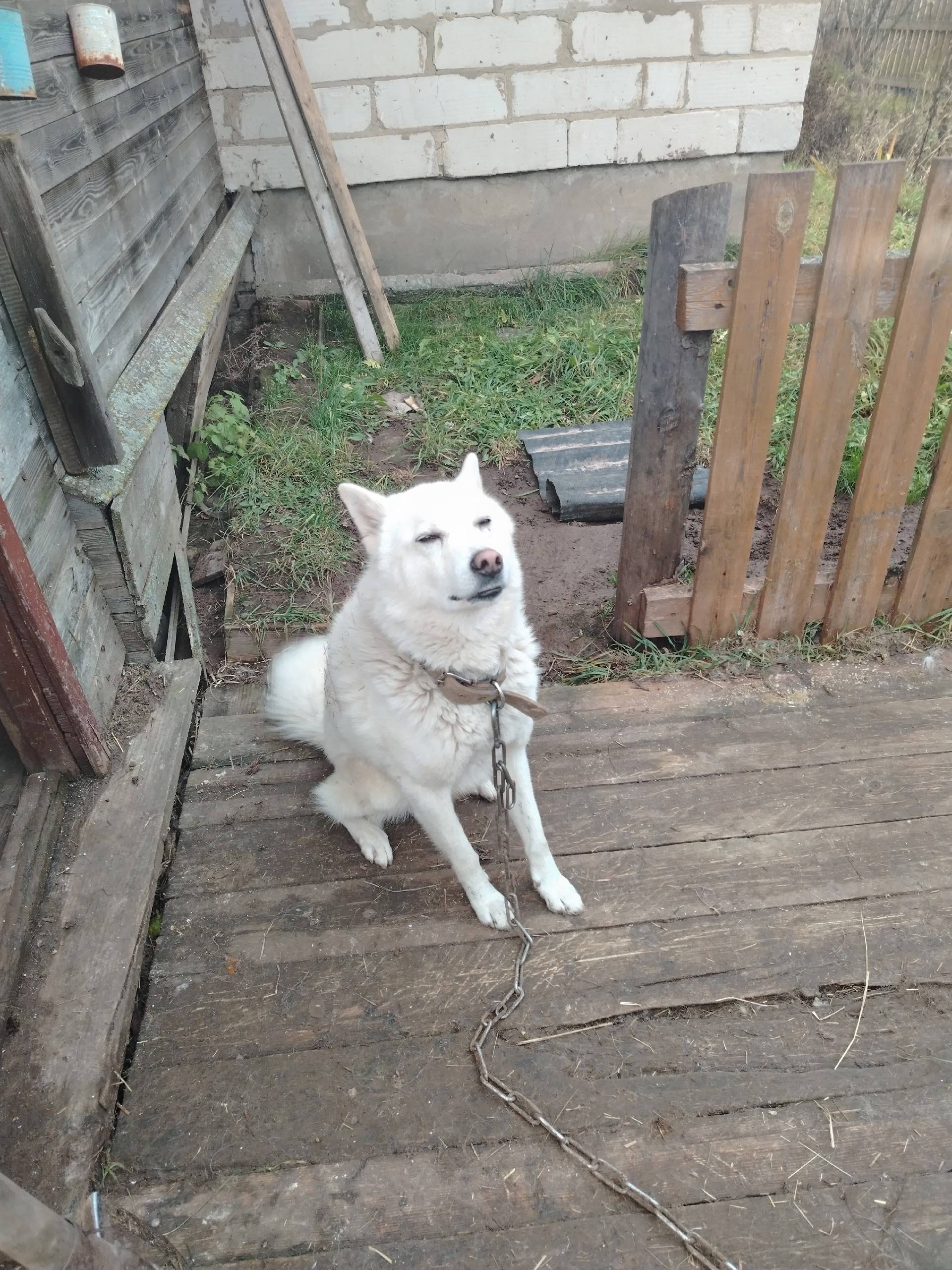 Пропала собака по кличке Грей ...