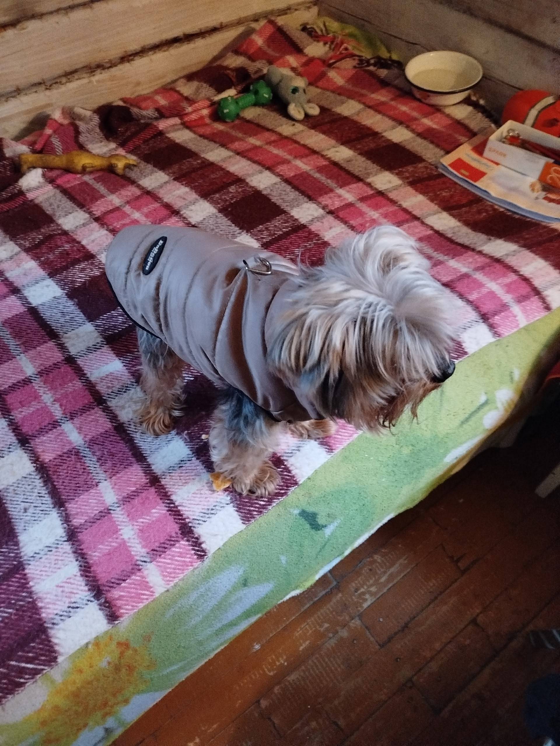 СНТ Север Найдена собака, пока...