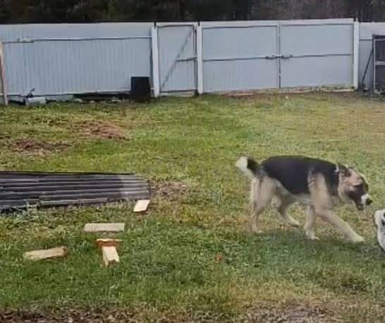 Потерялся пёс, молодой кобель....