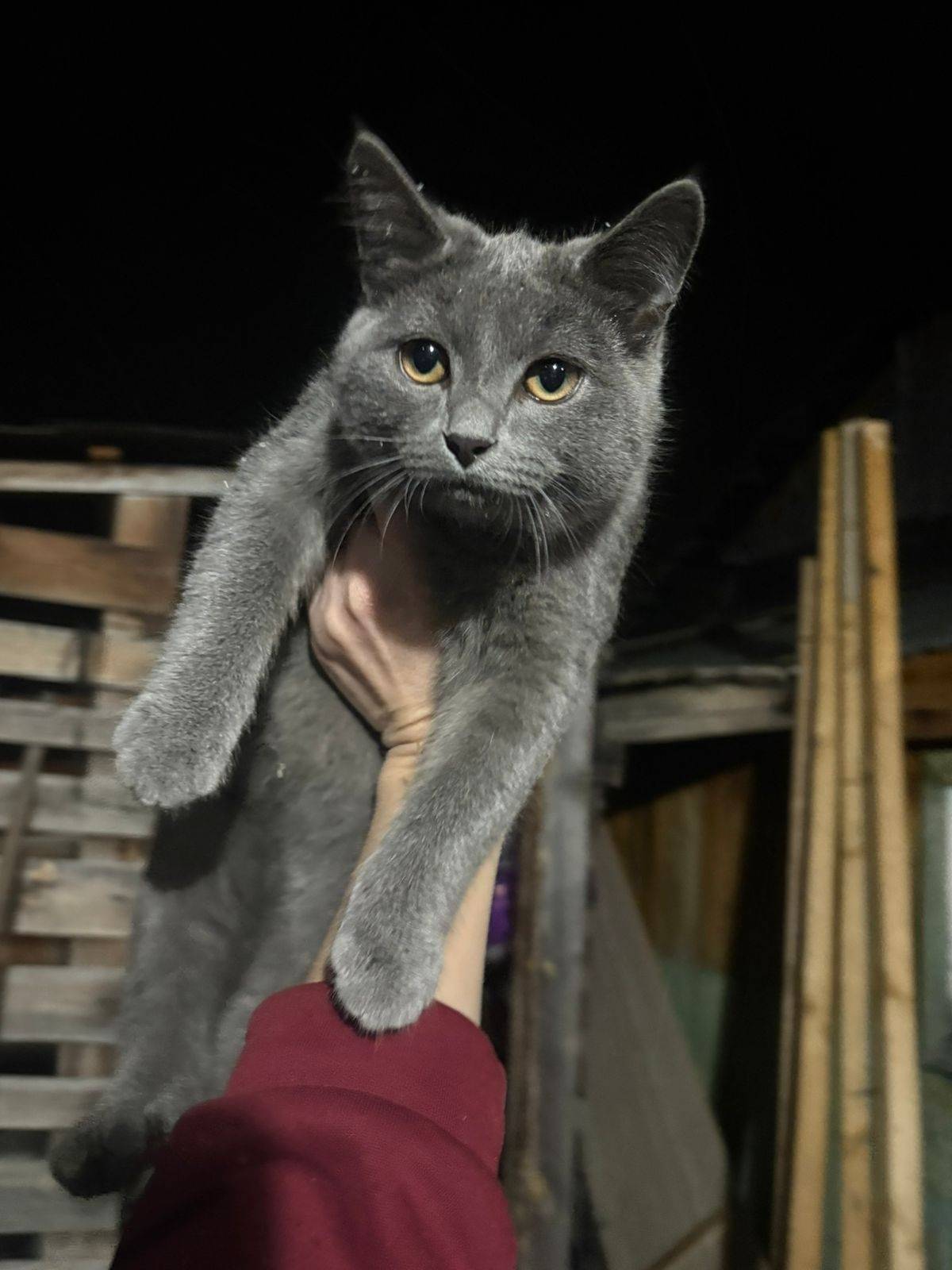 Пропал кот ❤️в районе с.Железн...