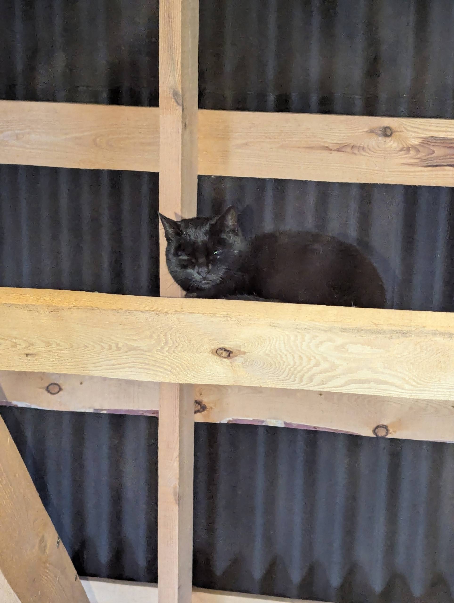 На участке был найден котёнок,...