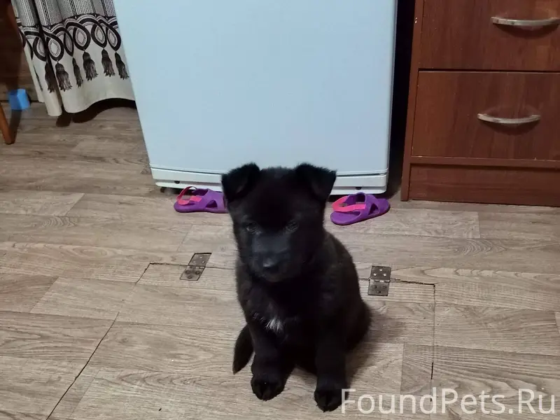 Пропала собака маленькая с кра...