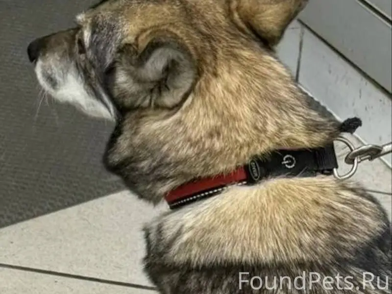 ⚠️ Пропал(а) собака 📍 МО...