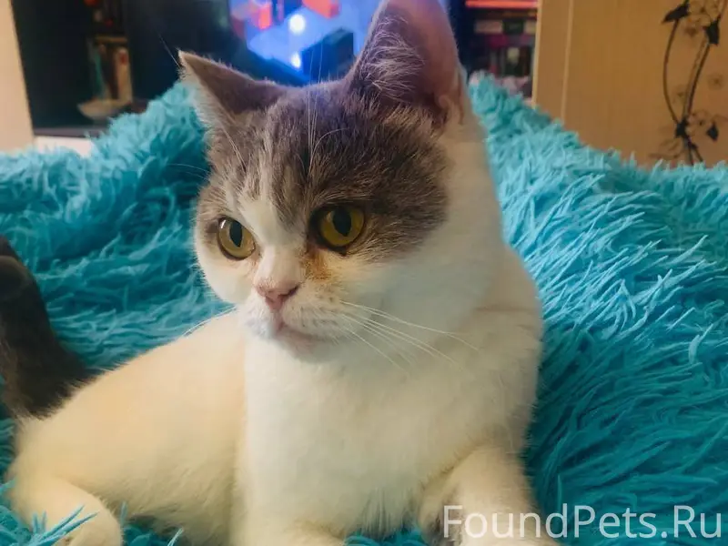 Пропала кошка Кличка - Люся По...