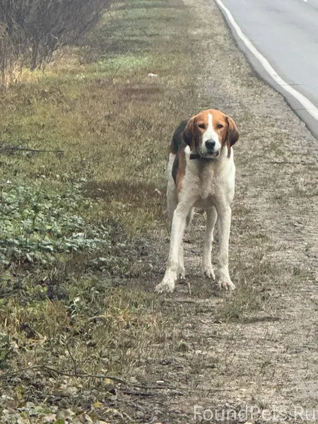 Добрый день, найдена собака Ид...
