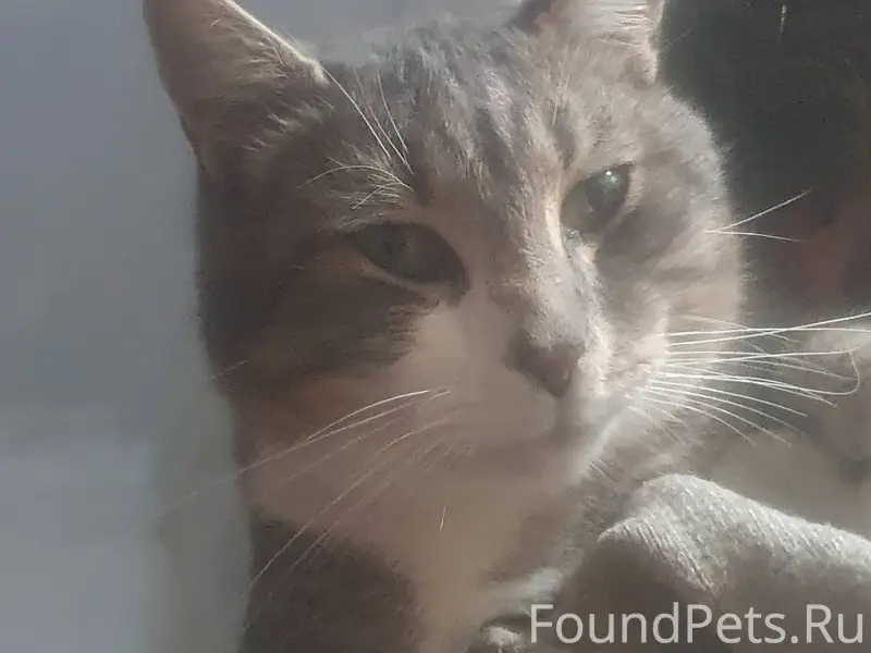 Пропал молодой кот,очень нежны...