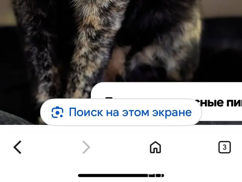 Пропала кошка по кличке Соня, ...