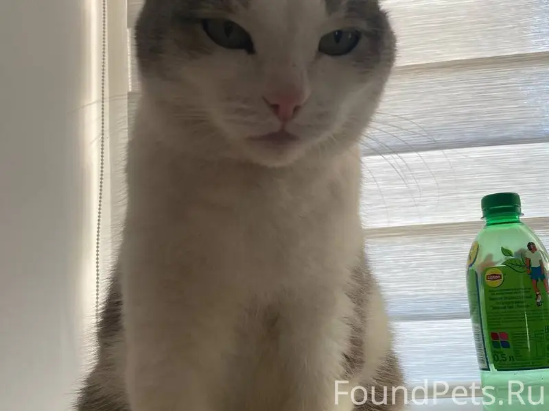 Пропал кот, кличка «Барсик». п...