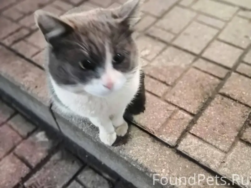 🆘Тутаев🆘 Явно БЫВШЕДОМАШНИЙ ко...