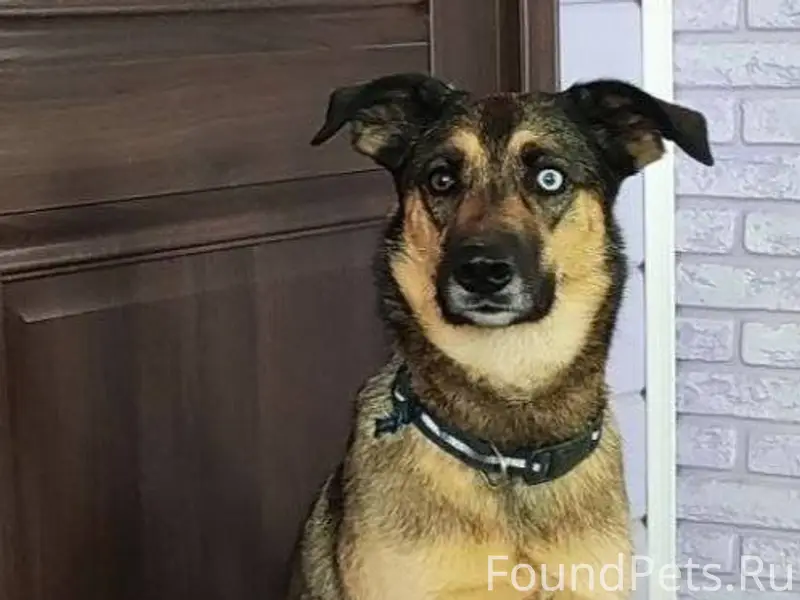 Потерялся пес! Дворняга с разн...