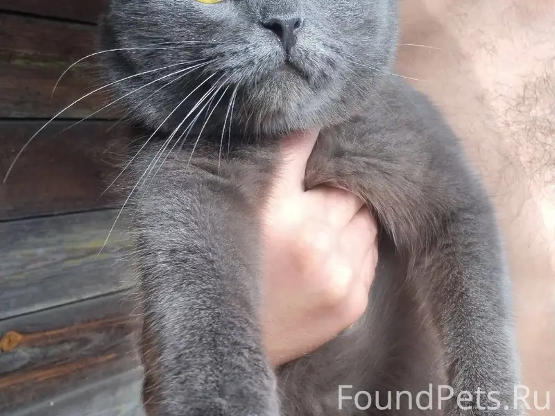 Пропал кот в районе Шильники, ...