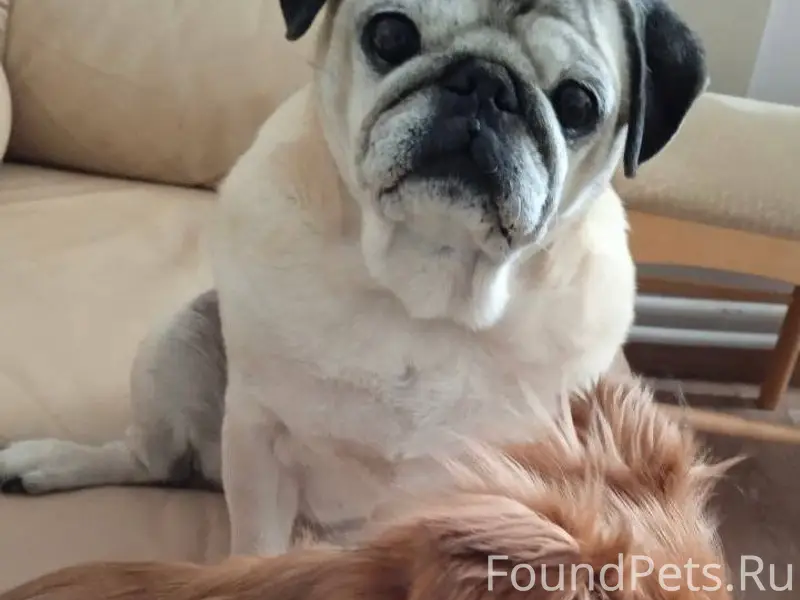 ВНИМАНИЕ! ПРОПАЛА СОБАКА! Поро...