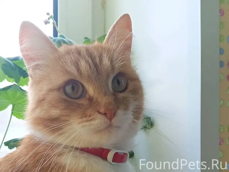 Пропал кот 02.05.2025 ночью...