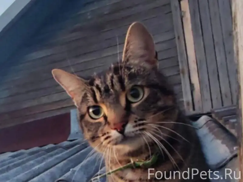 Пропала кошка 29.11, район Авт...