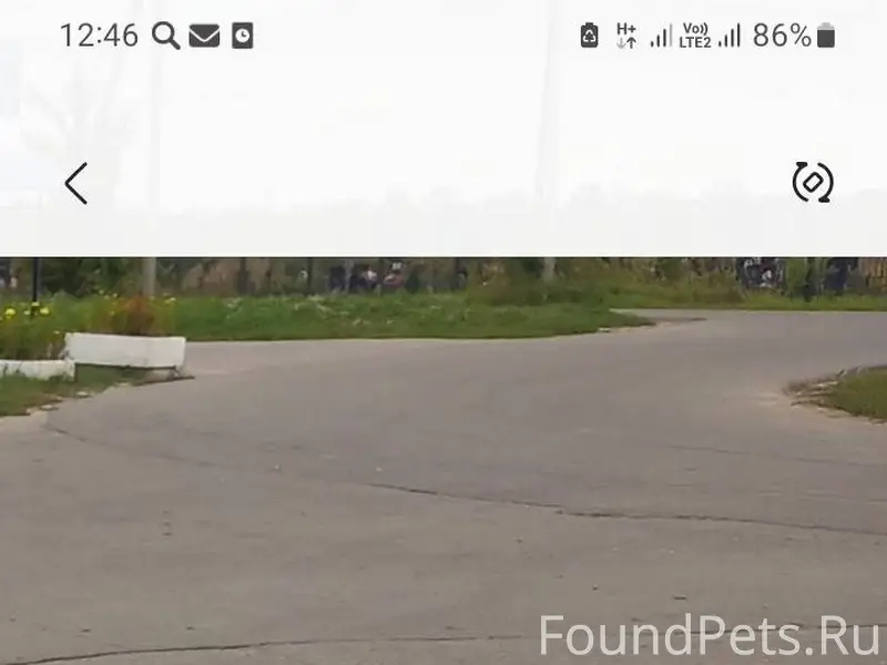 Убежала собака, район Сысоево ...