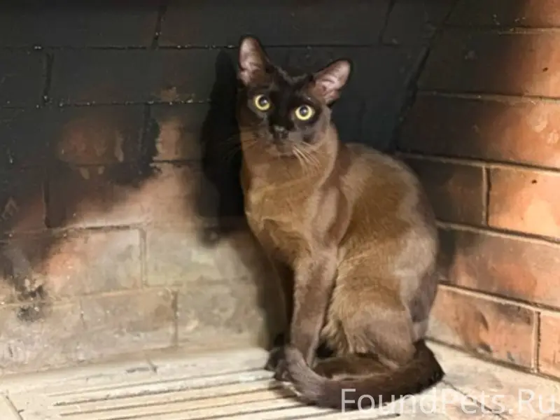 Пропал кот бурманской породы в...