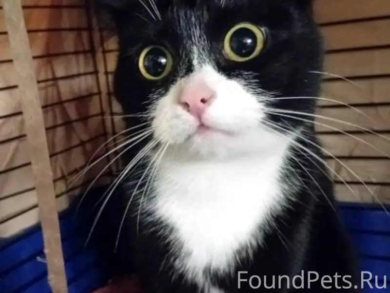 Найдена кошка!!! Прибилась в п...