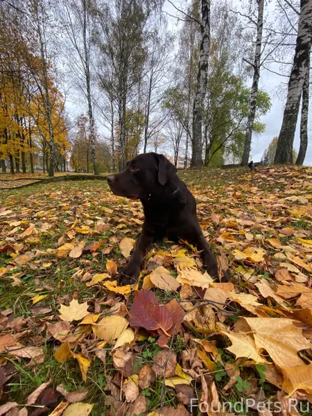 Потерялась собака. лабрадор, ш...