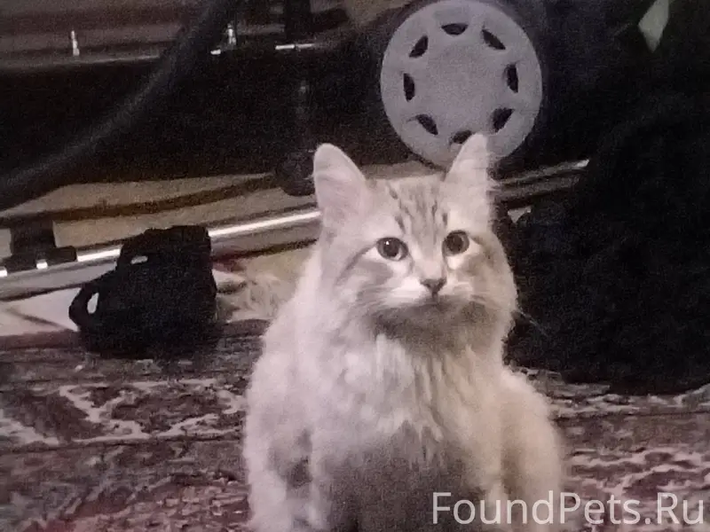 В 3 микрорайоне у Гулливера на...