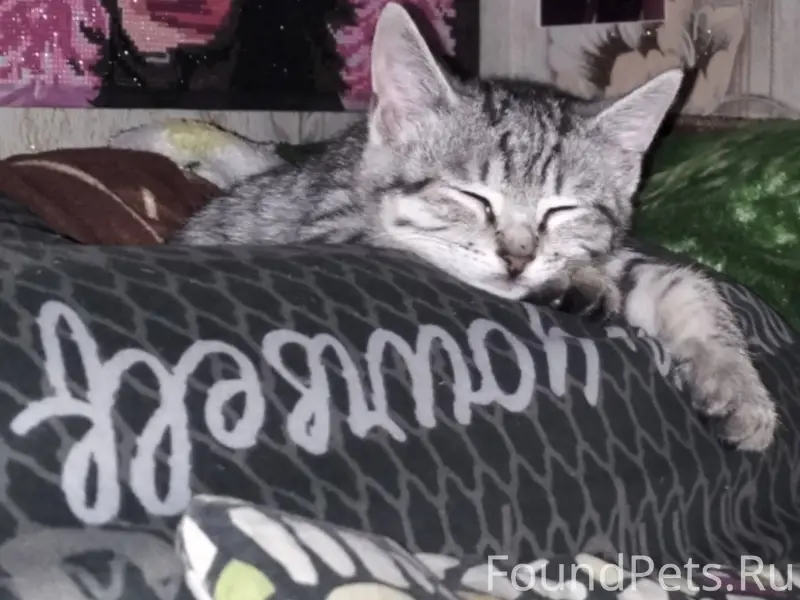 Доброго времени суток, пропал ...