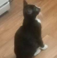 Здравствуйте. Пропал котёнок-п...