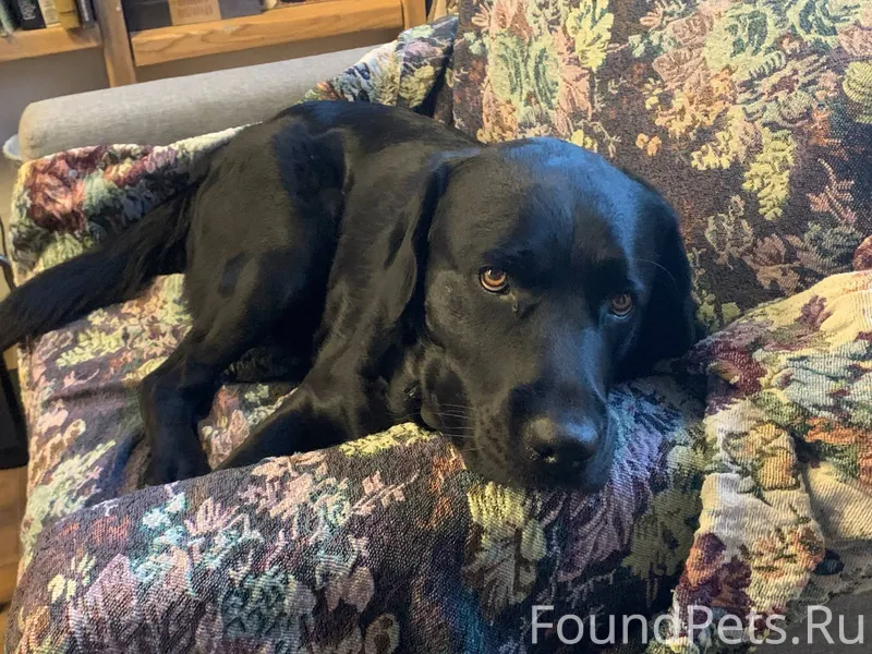 ПРОПАЛА СОБАКА ЧЁРНЫЙ ЛАБРАДОР