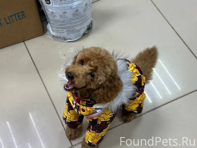 ПОТЕРЯЛАСЬ СОБАКА! 30.11.2025 ...