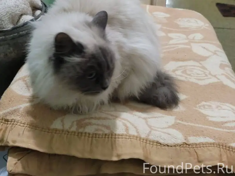 Найдена кошка (кот) , возможно...