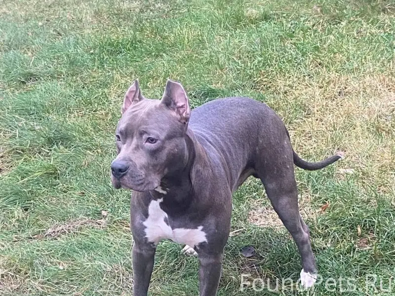 Пропала собака в Зеленограде ,...