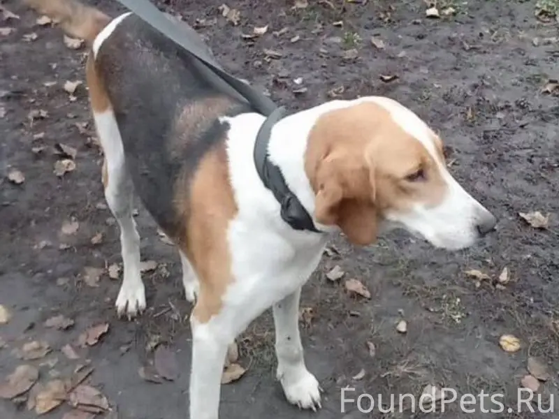 Добрый вечер. Пропала собака, ...