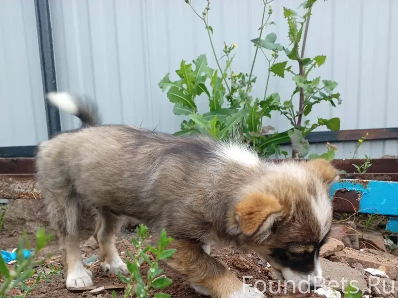 Опубликуйте, пожалуйста Пропал...