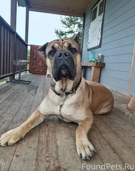 Пропала собака 29 ноября . В р...