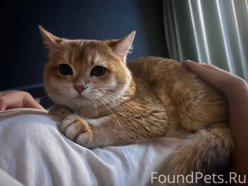 #пропало Пропал 4х месячный ко...