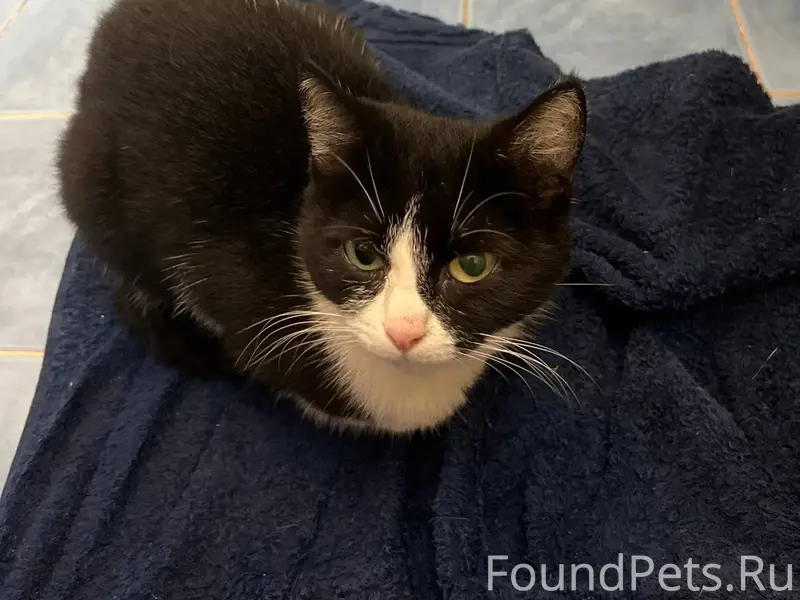 Найдена черно-белая кошка в п....
