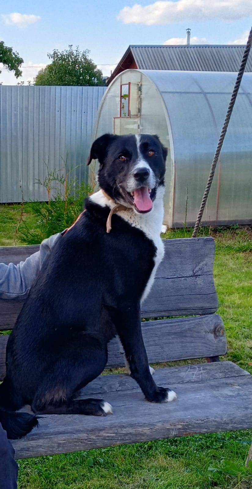 ПРОПАЛА СОБАКА! Пропал любимый...