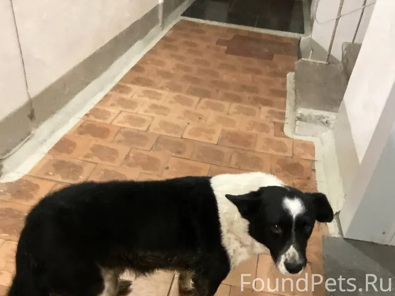 Посмотрите на этого пёсика!!! ...