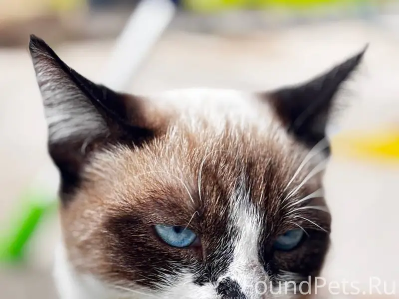 Пропал кот. Если кто видел поз...