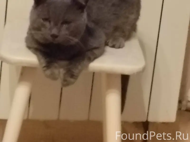 Помогите найти кота!!!!!! 23 н...