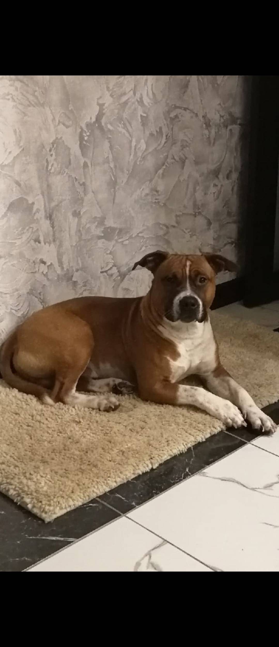 В четверг днем пропал пес, око...