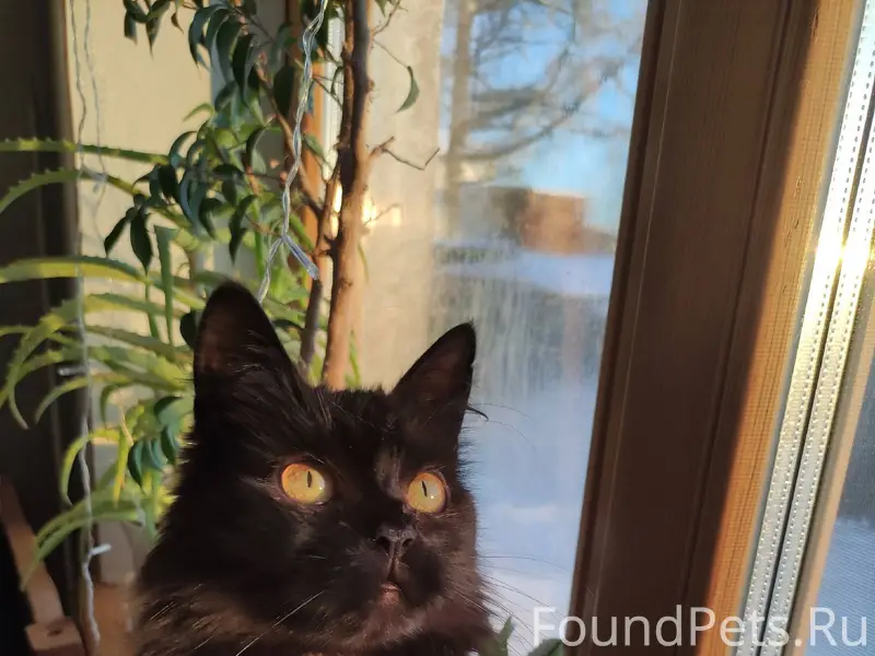 ❗ПРОПАЛА КОШКА❗ Пропала кошка ...