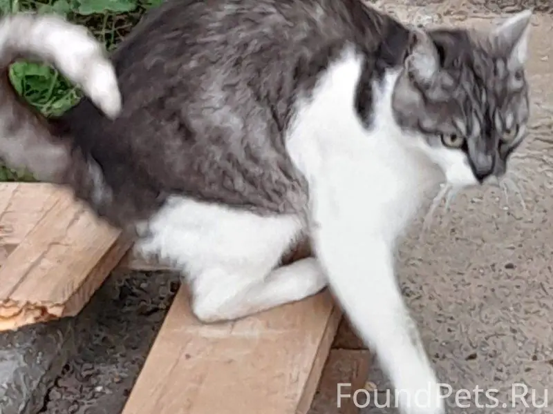 ПРОПАЛА КОШКА